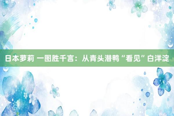 日本萝莉 一图胜千言：从青头潜鸭“看见”白洋淀